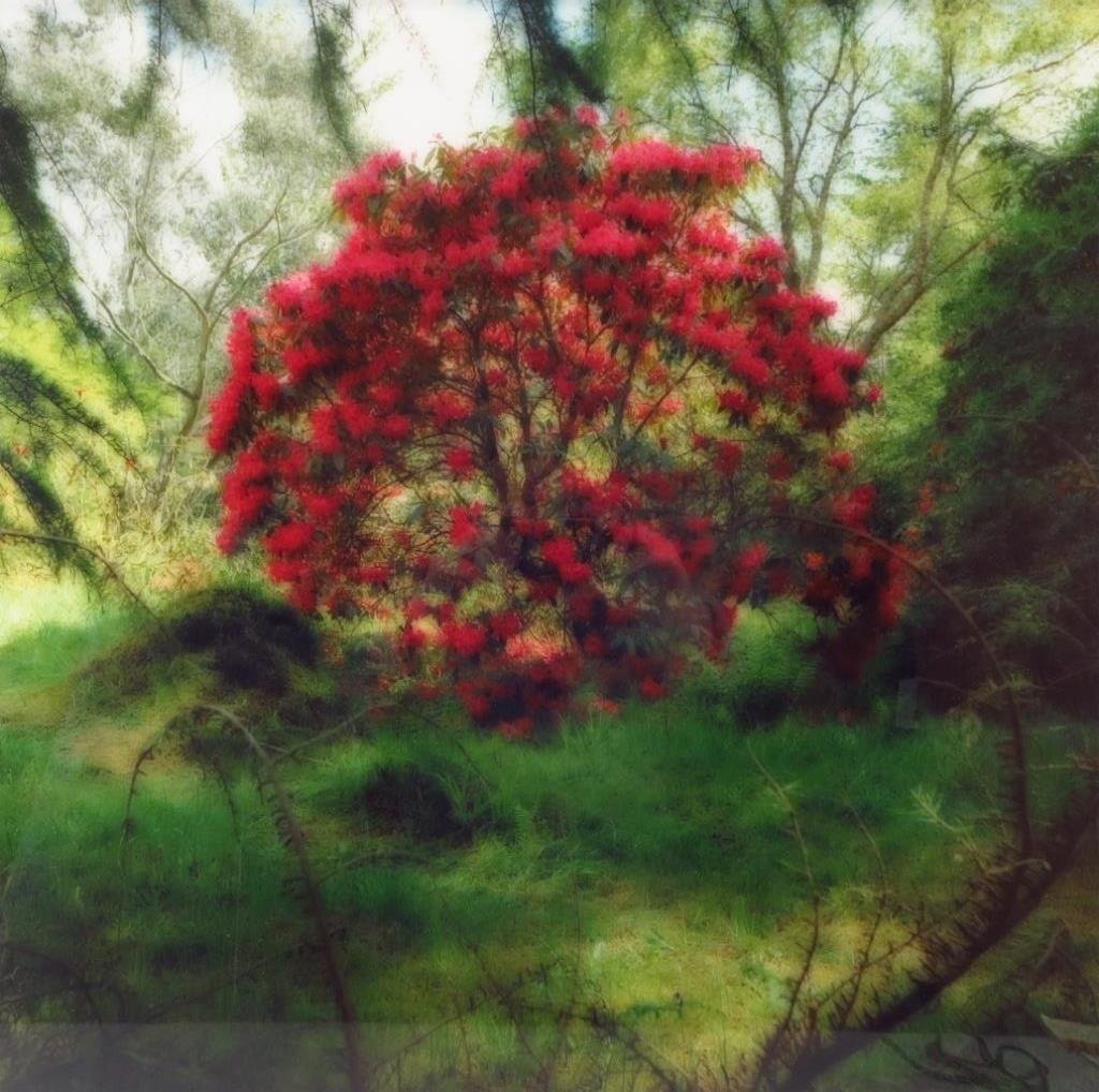 Lynn Geesaman, Am, Three Photographs, 20th/21st c: Lynn Geesaman, American, b. 1938, Three Photographs, including: "Filoli Gardens, California", 2000, ektacolor print, not visibly signed, from an edition of 15; "Crarae Glen Garden, Scotland", 1994, ek