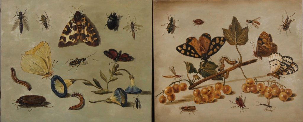 After Jan van Kessel, Insects & Butterflies, O/C (1 of 5)