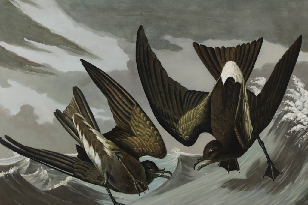 After John James Audubon "Leach's Stormy Petrel": After John James Audubon "Leach's Stormy Petrel". Decorative oil on canvas.(VONS5300)(PR).Property Title: Property from Dutch Touch Art Company Dutch Touch was founded in 2000 by a Dutch national, pro