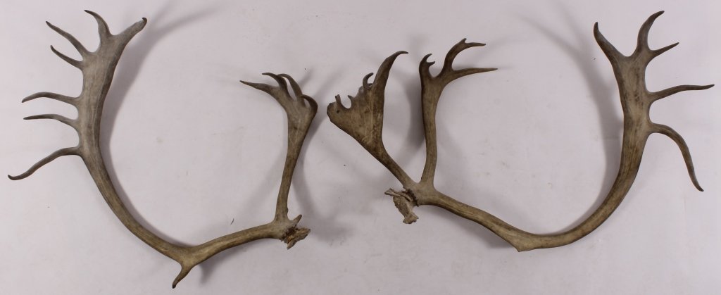 Elk Antlers, not mounted (1 of 4)