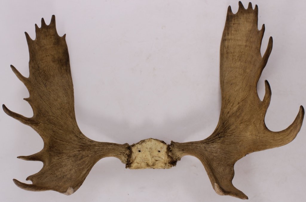 Moose Antlers, not mounted (1 of 7)