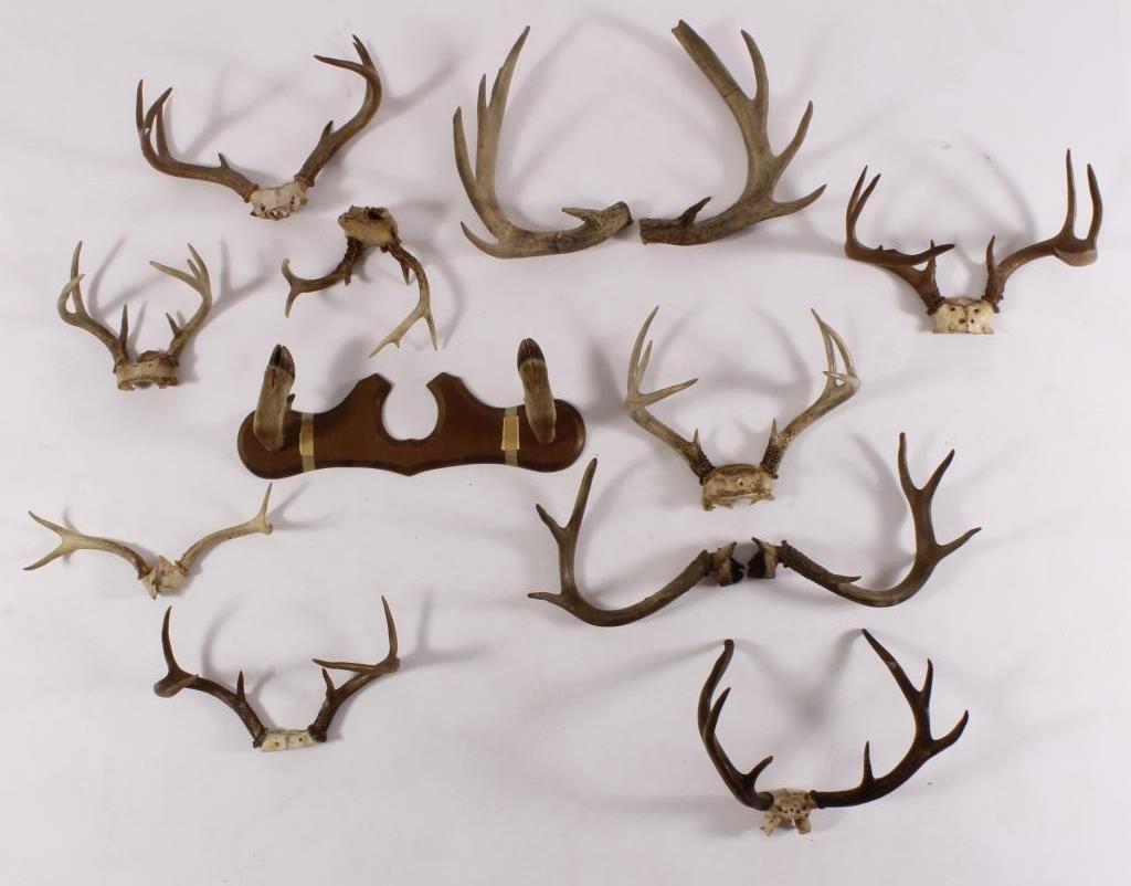 Deer Antlers along with 2 Hoof Wood Mntd. Hat Rack (1 of 7)