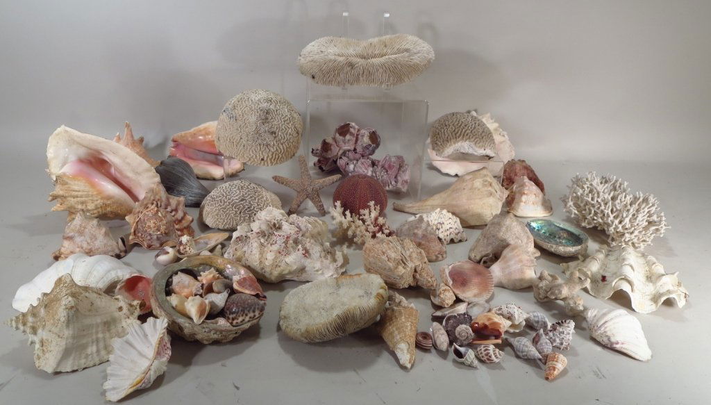 Lot  Marine Life Objects,Seashells,Coral (1 of 6)