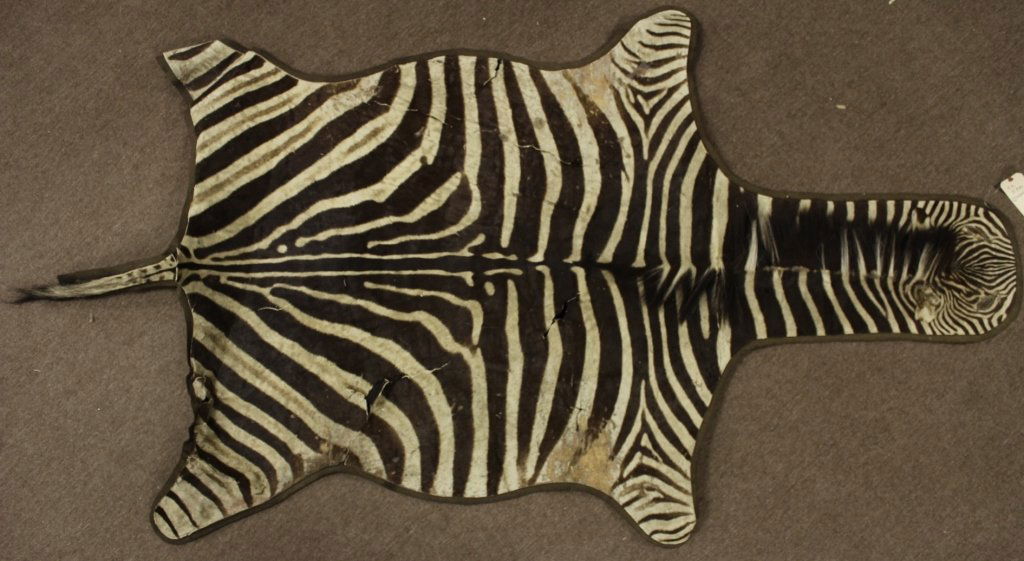 Vintage Zebra Skin Rug, hand sewn. (1 of 6)