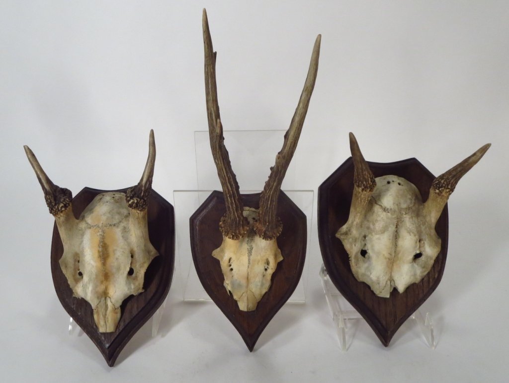 Three Vintage Roe Deer Skulls on Mounts (1 of 7)