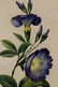 2 Botanical Watercolors, one initialed - 2