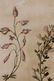 2 Botanical Watercolors, one initialed - 3