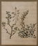 2 Botanical Watercolors, one initialed - 4