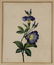 2 Botanical Watercolors, one initialed - 5