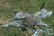 2nd Q 20th C. Copper Pig Weathervane - 4