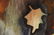 Arnold Weber, Am., Autumn Leaves Abstract, O/C - 2