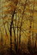 Am. School, Autumn Foliate Landscape, o/c - 2