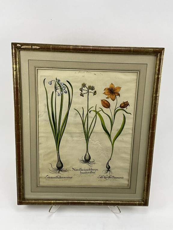 Antique Framed Basilius Besler engraving: Antique Framed Basilius Besler engraving