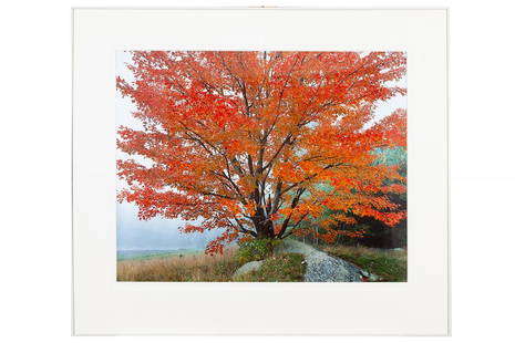 Christopher Burkett Photograph, "Wild Red Maple and: Framed Christopher Burkett photograph, "Wild Red Maple and Fog / New Hampshire / 1989". Signed on mat lower right. Photography West Gallery, Carmel, CA label verso, "Christopher Burkett / Wild Red Map