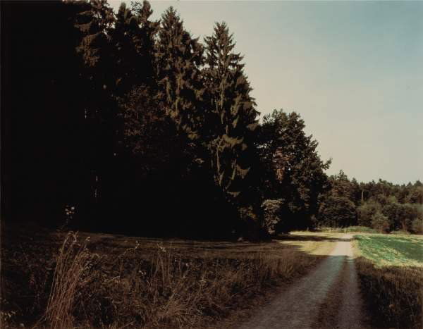 THOMAS STRUTH b. 1954 Waldrand bei Welsikon, Wi: THOMASSTRUTHb. 1954Waldrand bei Welsikon, Winterthur (Edge of a Wood close to Welsikon, Winterthur), 1991C-print.