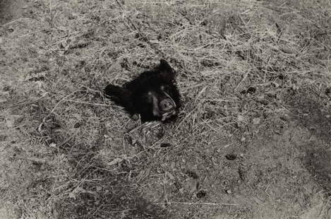 ZOE LEONARD b. 1961 Bear Head on the Ground, 1: ZOELEONARDb. 1961Bear Head on the Ground, 1996/1998Gelatin silver print.Image: 21 ½ x 32 &f