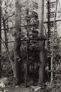 ZOE LEONARD b. 1961 Two Trees, 1998 Gelatin s: ZOELEONARDb. 1961Two Trees, 1998Gelatin silver print.Image: 15 x 10 in. (38.1 x 25.4 cm).