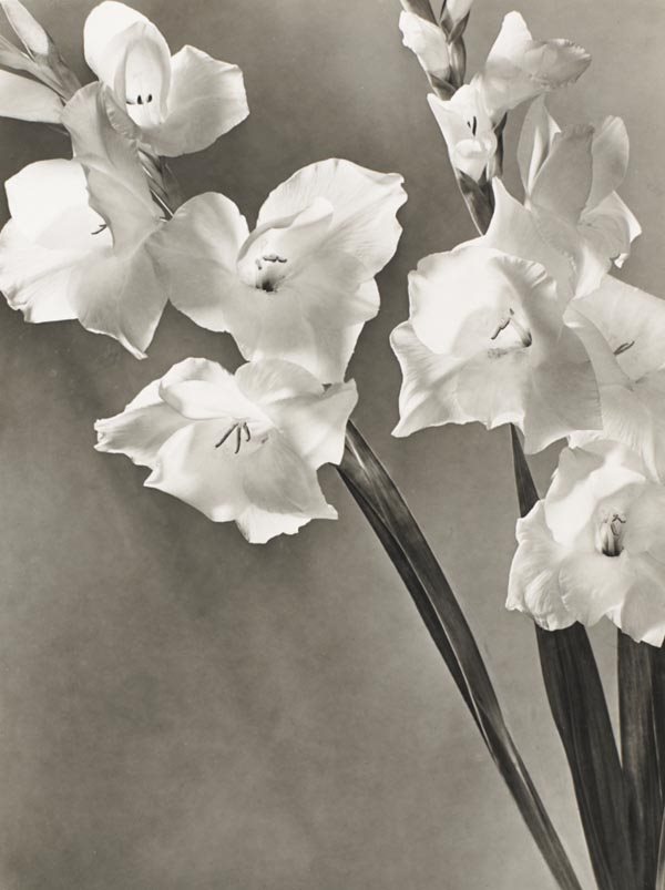 MAX BAUR 1886-1988 Untitled (Flowers), 1940s