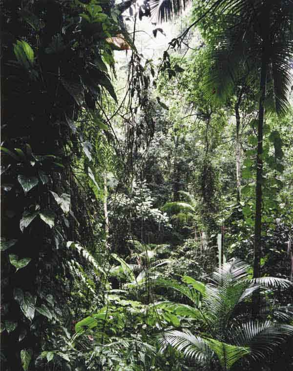THOMAS STRUTH b. 1954 Six works: Paradies: (I: THOMASSTRUTHb. 1954Six works: Paradies: (I) Juquehy; (II) Sao Fransisco de Xavier; (III) Yakushima; (IV) Daintree; (V) Xi Shuang Banna; (VI) Yosemite
