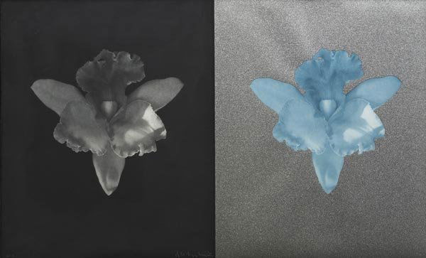 ROBERT MAPPLETHORPE 1946-1989 Tampa Orchid, 19: ROBERTMAPPLETHORPE1946-1989Tampa Orchid, 1986Photogravure and silkscreen, flush-mounted.21 ¼ x 35