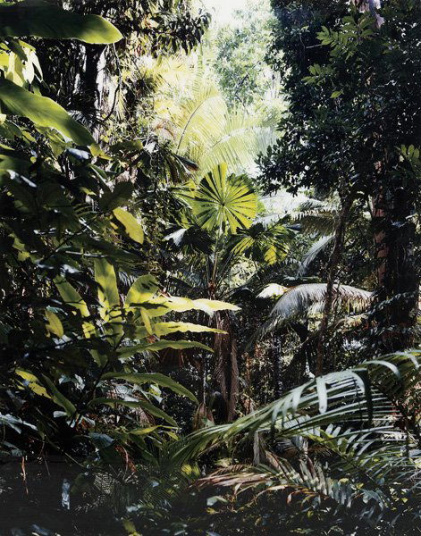 THOMAS STRUTH b. 1954 Paradise 1 (Pilgrim Sands: THOMASSTRUTHb. 1954Paradise 1 (Pilgrim Sands), Daintree/ Australia, 1998 Ο♠‡Color coupler print in artist'