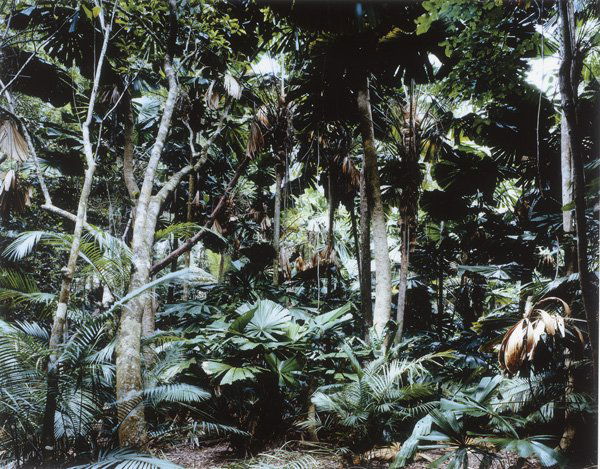 THOMAS STRUTH b. 1954 Paradise 2 (Pilgrim Sands: THOMASSTRUTHb. 1954Paradise 2 (Pilgrim Sands) Daintree / Australia, 1998C-print.70 x 89 in. (177.8