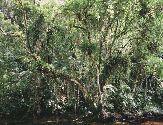 THOMAS STRUTH, 1954: Six works: Paradies: (I) Juquehy; (II) Sao Fransisco de Xavier; (III) Yakushima; (IV) Daintree; (V) Xi Shuang Banna; (VI) Yosemite National Park, 2004 Inkjet print on paper. Each 12 ½ x 15 &fra