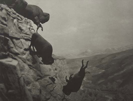 DAVID WOJNAROWICZ, 1954-1992: Untitled (Buffaloes) , 1988 Platinum print. Dimensions: 15 ⅞ x 19 ⅞ in. (40.3 x 50.5 cm). Stamped and numbered on verso. This work is from an edition of 100.