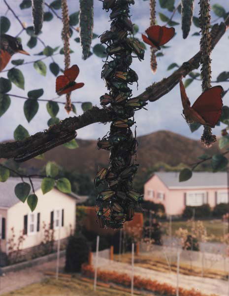 GREGORY CREWDSON, b. 1962: Untitled (long clump of beetles), 1992 C-print. 40 x 30 in. (101.6 x 76.2 cm). Signed "Gregory Crewdson" on label adhered to the reverse. This work is from an edition of six. Provenance: Luhring Augus