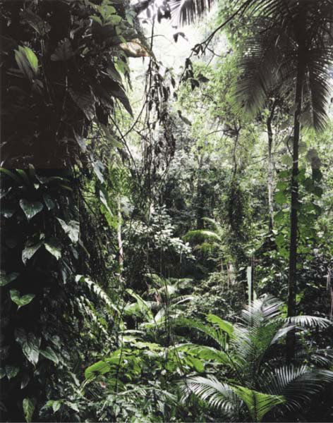 THOMAS STRUTH , b. 1954: Six works: Paradies: (i) Juquehy; (ii) Sao Francisco de Xavier; (iii) Yakushima; (iv) Daintree; (v) Xi Shuang Banna; (vi) Yosemite National Park, 2004 Inkjet print on paper. Each 12 ½ x 15 &fra