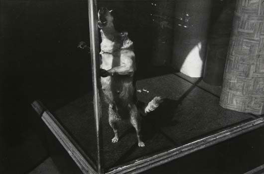 LEE FRIEDLANDER, b. 1934: Jersey City, NJ, 1963 Gelatin silver print. 6 ½ x 9 ¾ in. (16.5 x 24.8 cm). Signed in pencil and '44 South Mountain Road' copyright credit reproduction limitation stamp on the reverse of