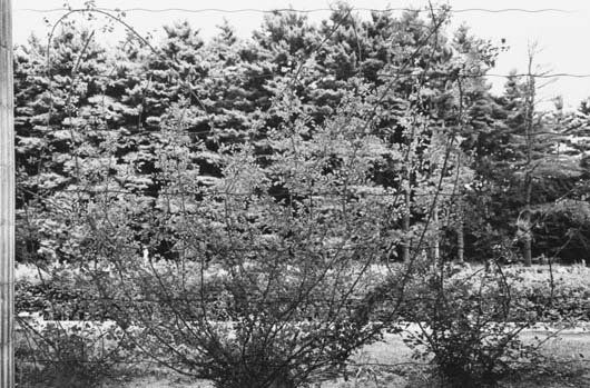 LEE FRIEDLANDER, b. 1934: Climbing Rose Vines, Saratoga Springs, New York, 1973; and Evergreen Tree, Northern France, 1972 Two gelatin silver prints from Photographs of Flowers, printed 1975. Each 7 x 10 ⅝ in. (17.8 x 2