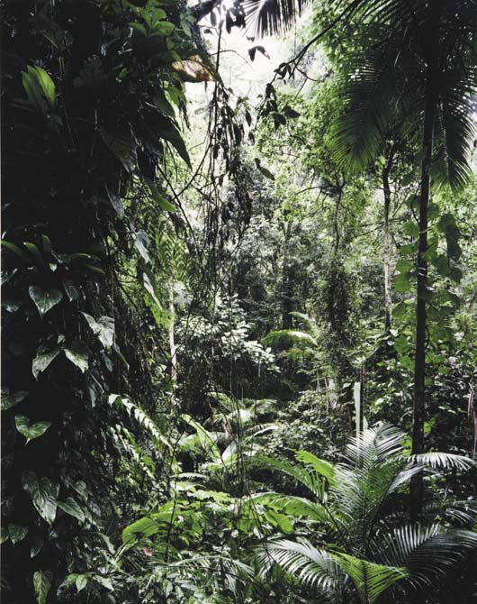 THOMAS STRUTH, b. 1954: Title: THOMAS STRUTH, b. 1954 Description: Six works: Paradies: (i) Juquehy; (ii) Sao Francisco de Xavier; (iii) Yakushima; (iv) Daintree; (v) Xi Shuang Banna; (vi) Yosemite National Park, 2004 Mediu