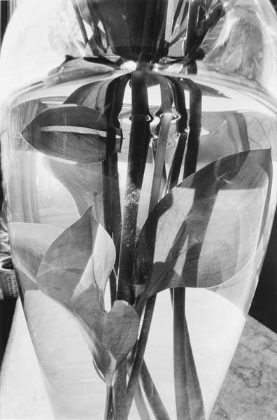 LEE FRIEDLANDER, b. 1943: Selected Images from Stems, 1999 Two gelatin silver prints. Each 12 £x215e; x 8 £x215d; in. (32.7 x 21.9 cm). Each signed, titled, dated in pencil and copyright credit reproduction limitatio