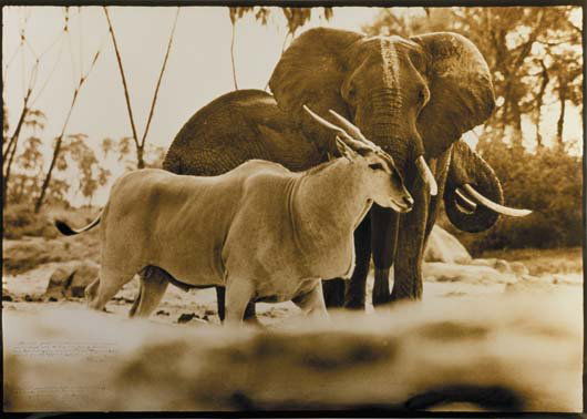 PETER BEARD, b. 1938: Eland bull passes drinking elephants in the Tiva (sand river) at Kathamula, in Tsava North, February, 1965 Gelatin silver print, printed later. 48 ½ x 70 ½ in. (123.2 x 179.1 cm). Signed
