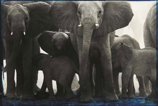 PETER BEARD, b. 1938: Elephant Family, 1960 Color coupler print with ink, printed 1990s. 39 ¼ x 58 ¼ in. (99.7 x 148 cm). Signed and dated in ink on the recto; copyright credit reproduction limitation stamp o