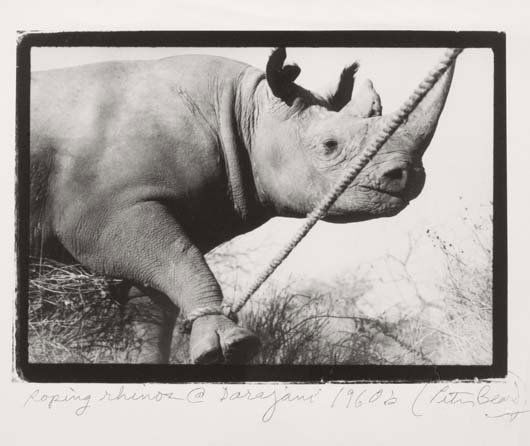 PETER BEARD, 1938-1996: Roping Rhinos at Darajani 1960s C-print. 5 ½ x 8 in. (14 x 20.3 cm). Signed and titled lower edge.