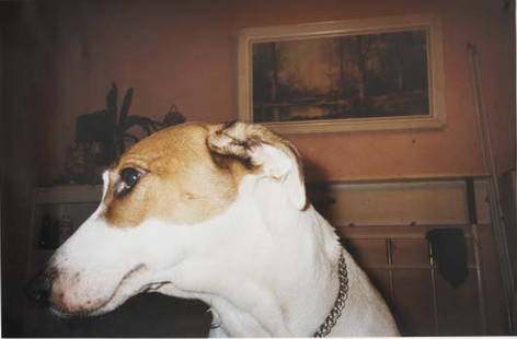 RICHARD BILLINGHAM, b. 1970: Untitled (Family Dog), 1995 C-print. 19 x 28 £x215e; in. (48.3 x 73.3 cm). Signed and numbered on certificate and label. This work is from an edition of 100. Provenance: The Saatchi Gallery/