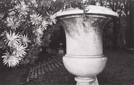 LEE FRIEDLANDER, b. 1943: Selected Images from Photographs of Flowers, 1975. Four gelatin silver prints. Varying sizes from 4 ¾ x 7 ½ in. (12.1 x 19.1 cm) to 8 ½ x 12 ⅞ in. (21.6 x 32.7 cm) or the re