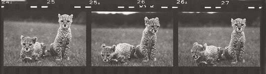 PETER BEARD, b. 1938 Cheetah cubs/ Mweiga near Nye: PETER BEARD, b. 1938 Cheetah cubs/ Mweiga near Nyeri, Kenya, 1968 Platinum print triptych, printed 2000. 3 ½ x 10 ¼ in. (8.9 x 26 cm); 15 x 18 7/8 in. (38.1 x 47.9 cm) paper size. Signed