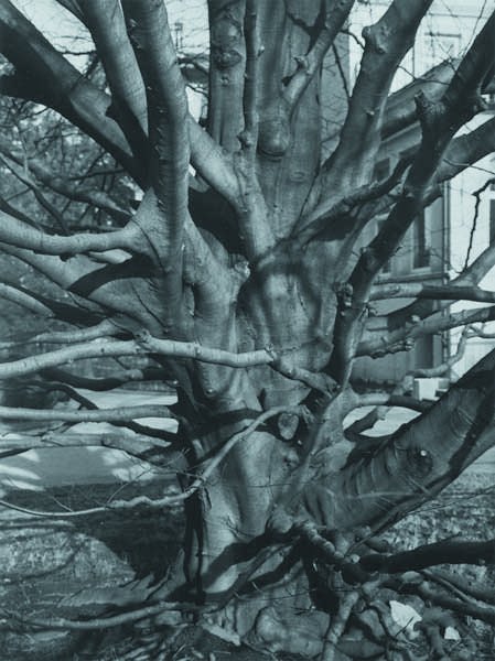 ALBERT RENGER-PATZSCH, 1897-1966 Beech tree, 1928