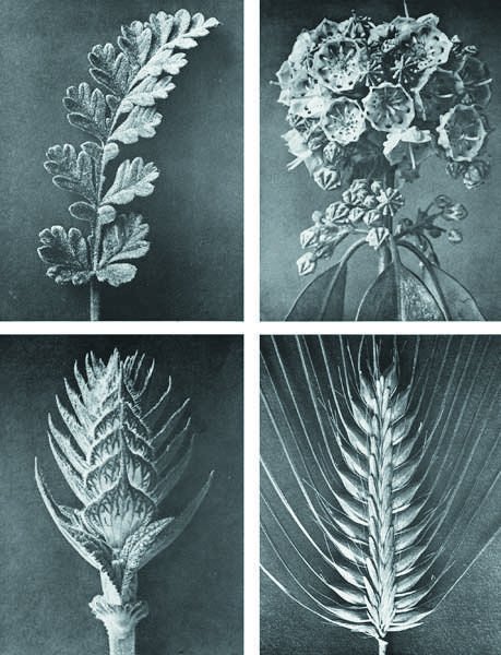 KARL BLOSSFELDT, 1865-1932 Urformen der Kunst (Art