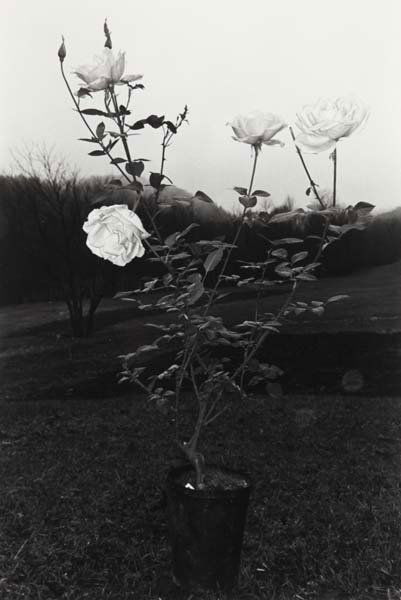 LEE FRIEDLANDER, b. 1943 Selected Flower Images,: LEE FRIEDLANDER, b. 1943 Selected Flower Images, 1970s Eight gelatin silver prints. Varying sizes from 4 ¾ x 7 ½ in. (12.1 x 19.1 cm) to 7 ⅜ x 11 in. (18.7 x 27.9 cm). Each signed