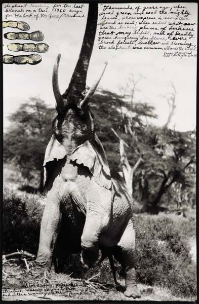 PETER BEARD, b. 1938 Elephant reaching for the la: PETER BEARD, b. 1938 Elephant reaching for the last branch on a tree, Kenya, 1960 Gelatin silver print with ink and paint, printed later. 22 ¼ x 14 ½ in. (56.5 x 36.8 cm). Signed, titled