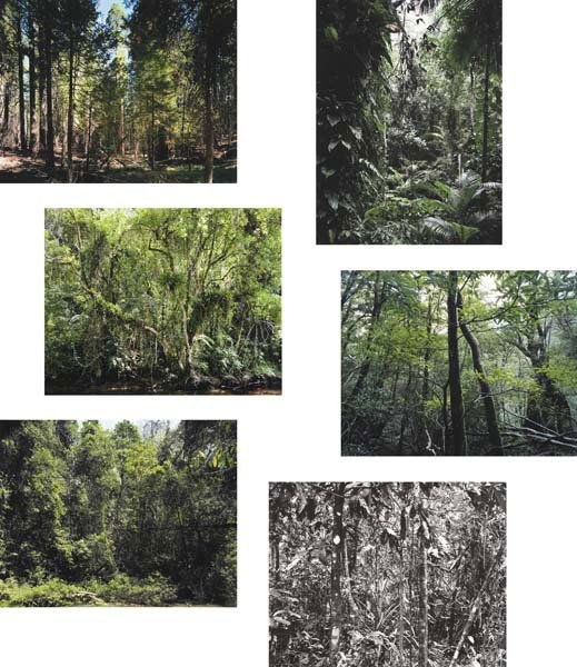 THOMAS STRUTH, b. 1954 Portfolio of six works: Para: THOMAS STRUTH, b. 1954 Portfolio of six works: Paradies: (i) Juquehy; (ii) Sao Francisco de Xavier; (iii) Yakushima; (iv) Daintree; (v) Xi Shuang Banna; (vi) Yosemite National Park, 2004 Inkjet print