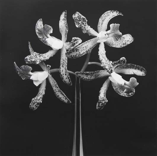 ROBERT MAPPLETHORPE, 1946-1989 Untitled, 1983 Gela