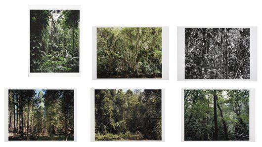 THOMAS STRUTH, b. 1954 Paradies Portfolio, 2004 T: THOMAS STRUTH, b. 1954 Paradies Portfolio, 2004 The complete set of six inkjet prints, on wove paper, with full margins, 19 ¾ x 13 ¾ in. (50.2 x 34.9 cm). Signed on the folder, published