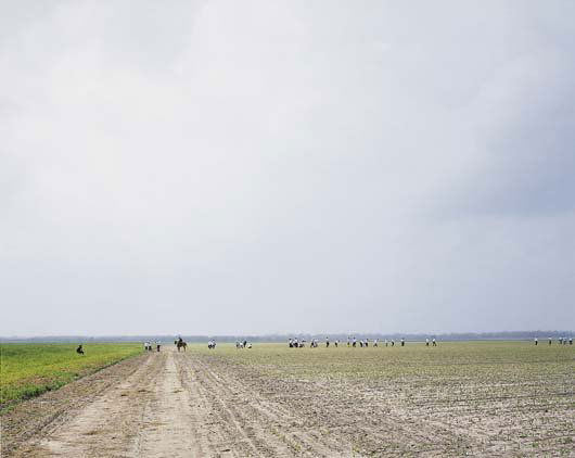 ALEC SOTH, b. 1969: The Farm, Angola State Prison, Angola, Louisiana, 2002 C-print, flush mounted on Dibond. 31 1/2 x 39 5/8 in. (80 x 100.6 cm). Signed on label on reverse of the mount. This work is from an edition of 1