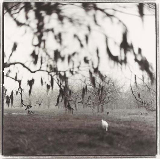 KEITH CARTER, b. 1948: Plum Creek, 1996 Gelatin silver print. 15 3/8 x 15 3/8 in. (39.1 x 39.1 cm). Signed, titled, dated and numbered on verso. This work is from an edition of 50. PROVENANCE Private Collection, New York