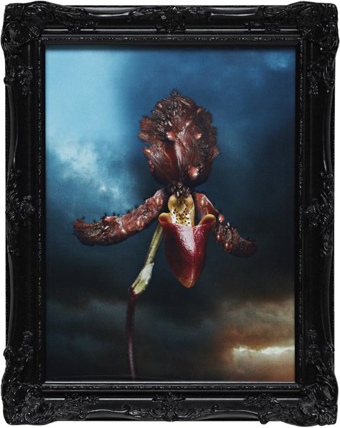 MAT COLLISHAW, Infectious Orchid 2: Infectious Orchid 2, 2004 Digital print. 49 x 39 cm. (19 1/4 x 15 1/4 in). This work is from an edition of three and one artist's proof. ♠ PROVENANCE Galerie Anne Faggionato, London; Private col
